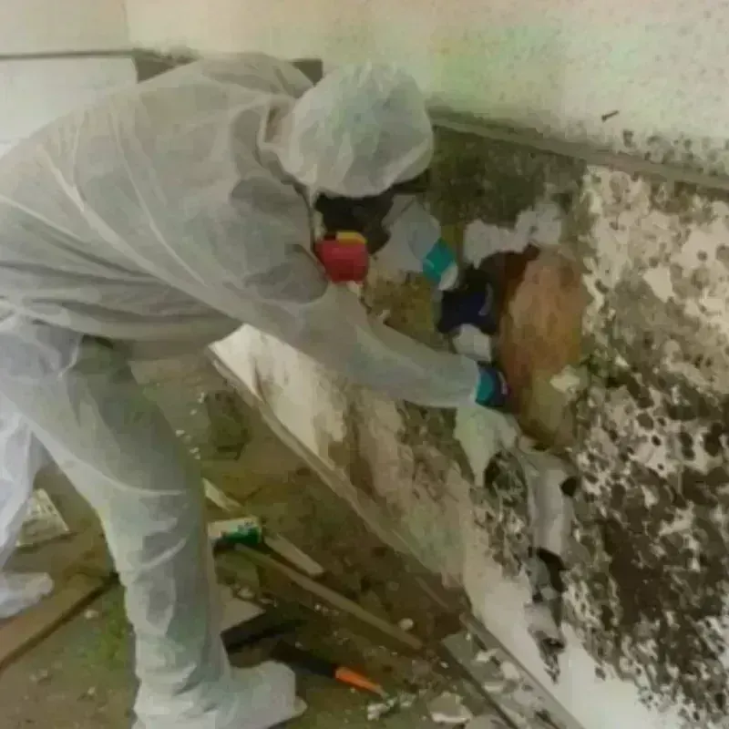 Mold Remediation and Removal in Penngrove, CA